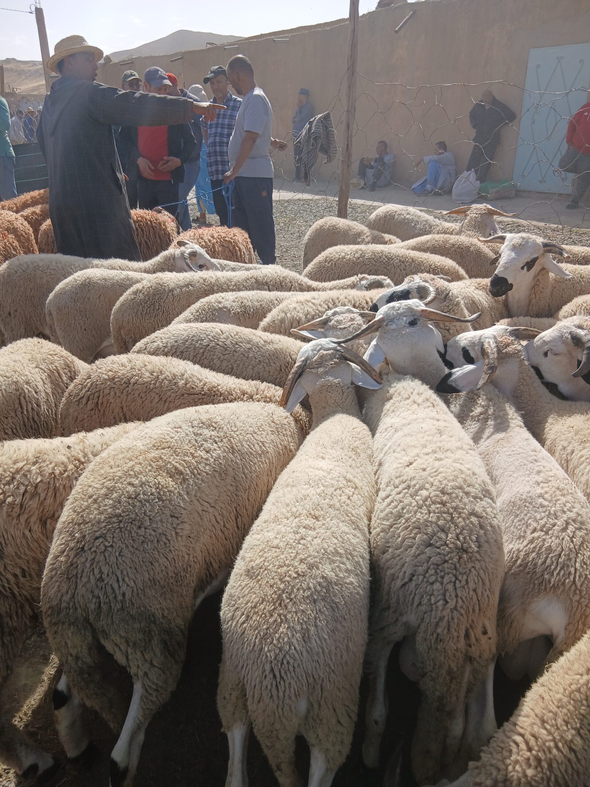 مهنيون وكسابة بمراكش يؤكدون وفرة الأضاحي واستقرار الأثمنة وومواطنون يشكون من ارتفاع الاثمنة 