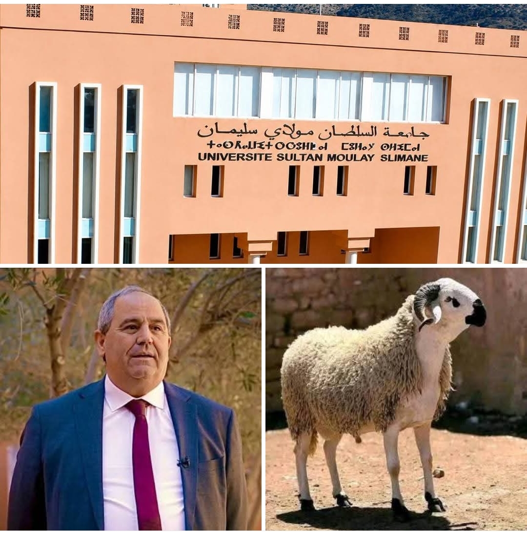 حين يعاقب الوزير جامعة كاملة بالصمت والشلل.. ويهدد أسرا بحرمانها من أضحية العيد-عبد الحق غريب