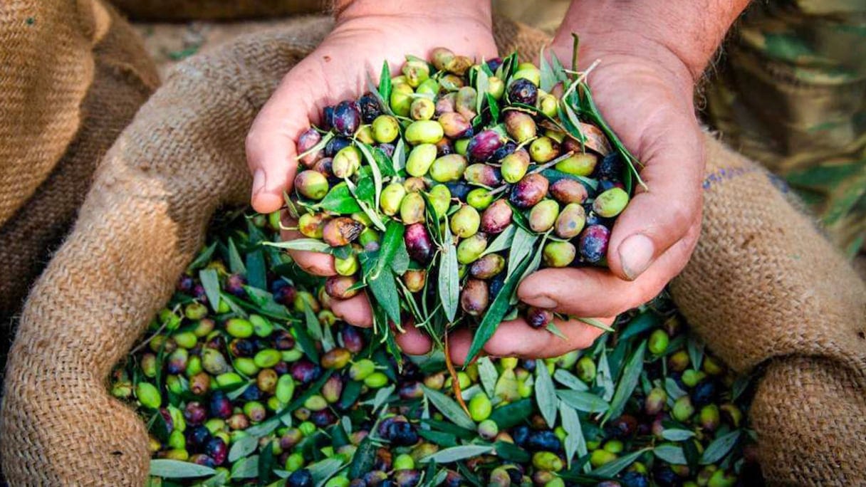 الحرارة ونقص اليد العاملة.. يربكان موسم جني الزيتون بالمغرب